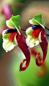 Image result for Impatiens bequaertii