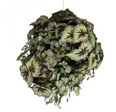 Gold Leaf Design Group Floating Garden Begonia Mix Modish Store