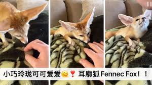 Calico Critters - Fennec Fox Family – Scooter Girl Toys