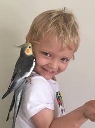 Hi, our cockatiel Bob has flown away
