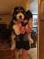Full Grown Bernese Mountain Dog Poodle Mix
