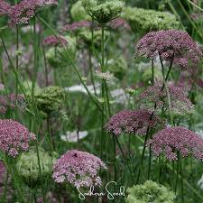 Image result for Daucus carota