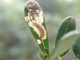 Image result for Mompha miscella