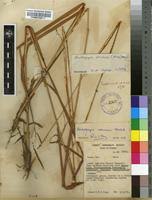 Image result for Andropogon chinensis