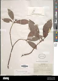 Image result for Psychotria linearisepala