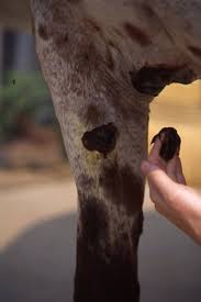 Ten Reasons To Love Sticky Ichthammol Ointment It May Be Smelly Sticky And Sort Of Gross But The Drawing Salve Ichthammol Horses Horses And Dogs Horse Care