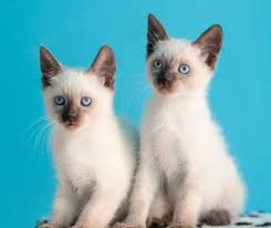 The fur coat has point coloration, with a paler … Siamese Kittens For Sale In Arizona Breeders List 2022 Excited Cats