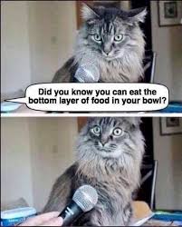 The Cat Questions It S Life Funny Animals Christmas Memes Funny Funny Cat Pictures