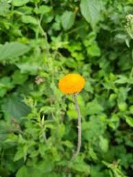 Image result for Crassocephalum vitellinum