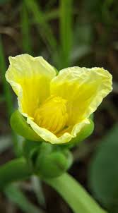 Image result for Limnocharitaceae