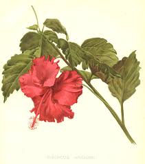 Classical art, vintage art, digital & abstract wall decor for home & office by xzendor7 Flowers In Art Famous Artists Who Paint Flowers Floral Art