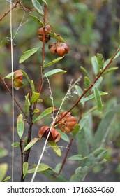 Image result for Turraea obtusifolia