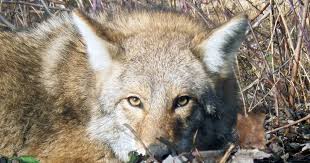 They will eat dead animals, berries, fruit, pet food, mice, rodents, small mammals, birds, cats and dogs. Why We Re Seeing More Coyotes This Winter