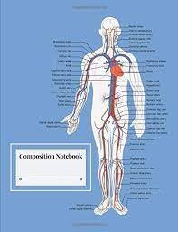 The most important types, arteries and veins, carry all blood vessels have the same basic structure. Composition Notebook Circulatory System Labels Biology Diagram Blood Publishing Castlecomer 9781796740240 Amazon Com Books