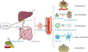 Image result for Ezetimibe