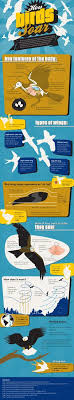 How Birds Soar Get All Of The Research And Information On Bird And Birding In This Infographic Visit Ainagiving Com How Do Birds Fly Science Science Biology