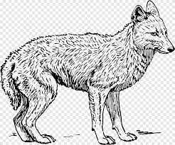 Looking for wile coyote coloring page ! Coyote Gray Wolf Black Backed Jackal Coloring Book Fox Child Mammal Png Pngegg