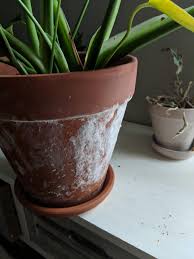 For purchase and queries contact +91 8610953674. What Is This Mold Looking Stuff That Grows On All My Terracotta Pots Whatisthisthing