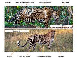 The leopard, the cheetah and the jaguar are big cats and can look quite similar if you do not pay a little attention to some details. Jaguar Vs Leopard How To Tell Them Apart The Wildlife Diaries