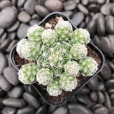 I've read that this cactus doesn't need to be watered during the winter. Mammillaria Gracilis Fragilis Thimble Cactus 2 Pot Little Prince To Go Oregon