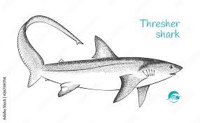 Thresher Shark Hand-Drawn Illustration Stock Vector | Adobe Stock