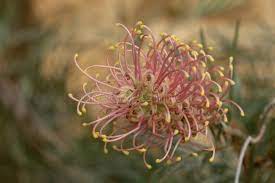 Protea Flower Amid Foliage Photographed In A Greenhouse In Somerset Uk Proteas Are Native To South Africa And Are Its National Protea Flower Flowers Foliage
