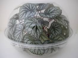 It is built with straight sides for. Using Bowls To Make A Terrarium Buxton Begonia
