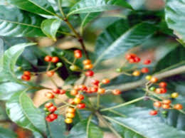 Image result for Rauvolfia vomitoria