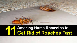 get rid of roaches fast