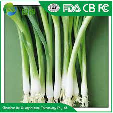 Green onion seeds are slow to bolt and resistant to pr, thrips and smut. Fresh Green Onions For Sale China Chinese Onion Fresh Made In China Com