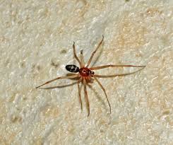 シロ ホシ ヒメグモ