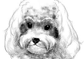 Such as png, jpg, animated gifs, pic art, logo, black and white, transparent, etc. Fur Manga Materials