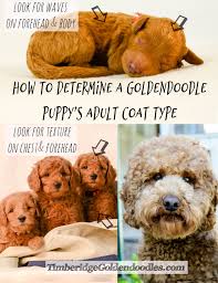 We are located in the beautiful town of garner valley in mountain center, ca. Pin On Goldendoodle Growth