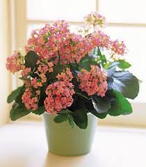 Kalanchoe Plant Plants Small Pink Flowers House Plants