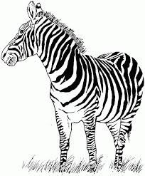 2) click on the coloring page image in the bottom half of the screen to make that frame active. Free Printable Zebra Coloring Pages For Kids Zebra Coloring Pages Zebra Pictures Coloring Pages To Print