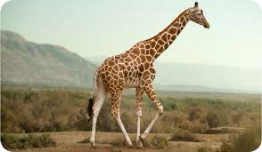 Esempi Di Adattamento Degli Animali All Ambiente Il Mondo Degli Animali