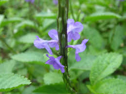 Image result for Stachytarpheta jamaicensis