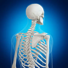 Radius bone ppt 12 photos of the human body bones name limb bones. Illustration Of Back Bones In Human Skeleton On Blue Background Vertebrae Science Stock Photo 243609738
