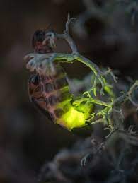 Sankthansorm er en bille hørende til blødvinger. Sankthansorm Common European Glowworm Lampyris Noctiluca Morten Ross