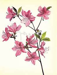 Botanical Print Plant Print Flower Print Art Print Home Decor Book Plate Botanicals Wall Decor Korean Azalea Flower Drawing Azalea Flower Pink Azaleas