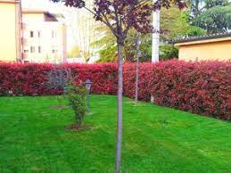 Caratteristiche principali di questo siepi da giardino: Pechat Gepard Avtomobilna Guma Siepi Fiorite Amazon Chiaracostazza It