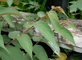 Image result for Trema