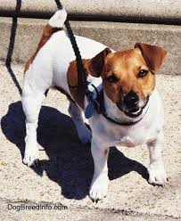 Jack Russell Terrier Dog Breed Information And Pictures