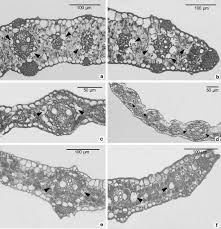 Image result for Setaria restioidea