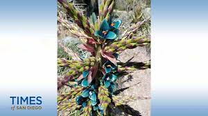 Image result for Brachystegia torrei