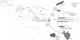 In the human brain the brainstem is composed of the midbrain, the pons, and the medulla oblongata. Neuroimmunomodulation In Sepsis Chapter 22 Brain Disorders In Critical Illness