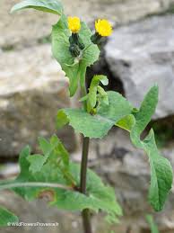 Image result for Sonchus oleraceus