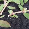 Moss rose is one, for instance. 1