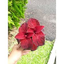 Warnanya yang bertentangan memberikan daya tarikan yang menyerlah sebagai penghias taman. Pokok Ati Ati Merah Berakar Coleus Merah Shopee Malaysia
