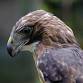 Winged Wisdom: Understanding Birds of Prey — - Reflection Riding Arboretum & Nature Center, 400 Garden Rd Event Image
